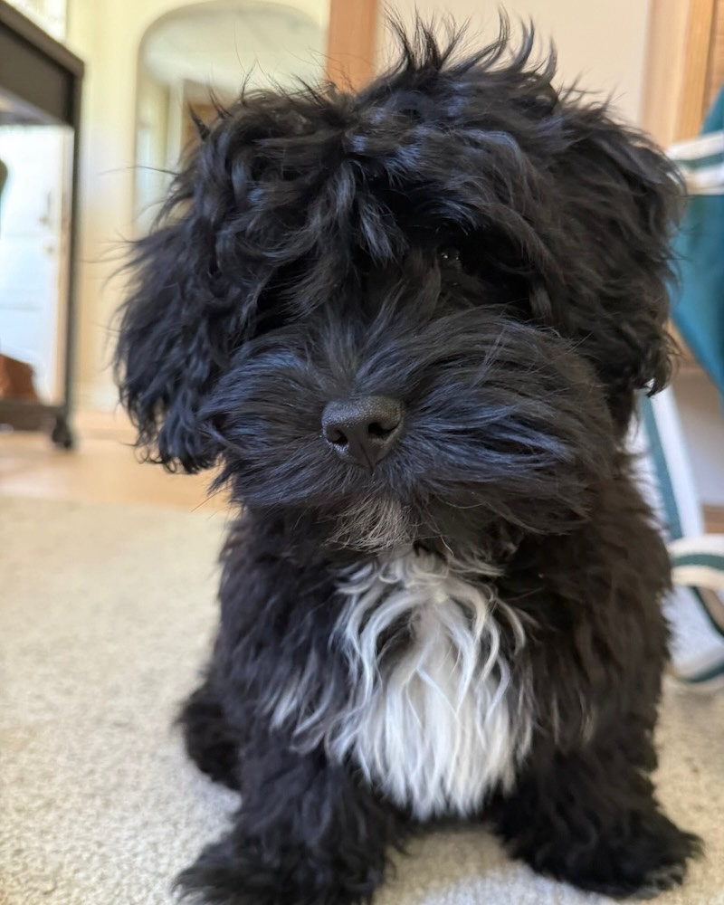 Banzo, a black Havanese puppy with a white chest, head cocked, peering through his bangs while sitting on the floor.
