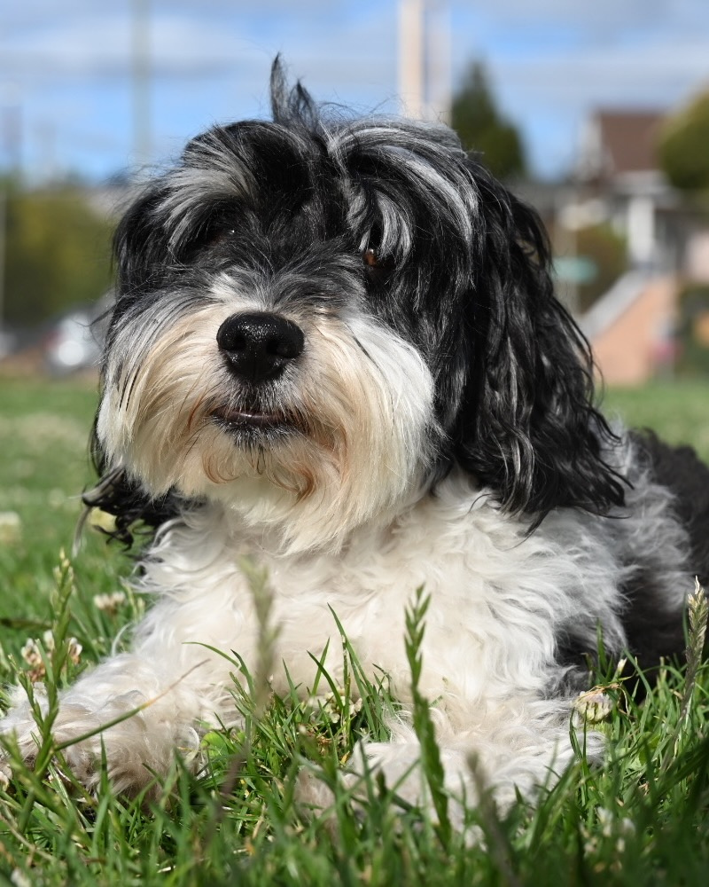 Edgar, a black and white Havanese dog with white eyebrows, relaxing on a lawn.