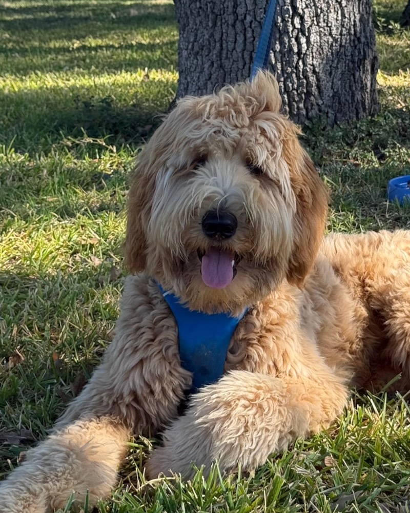 Ollie, a big fuzzy goldendoodle, chillin' in the shade.